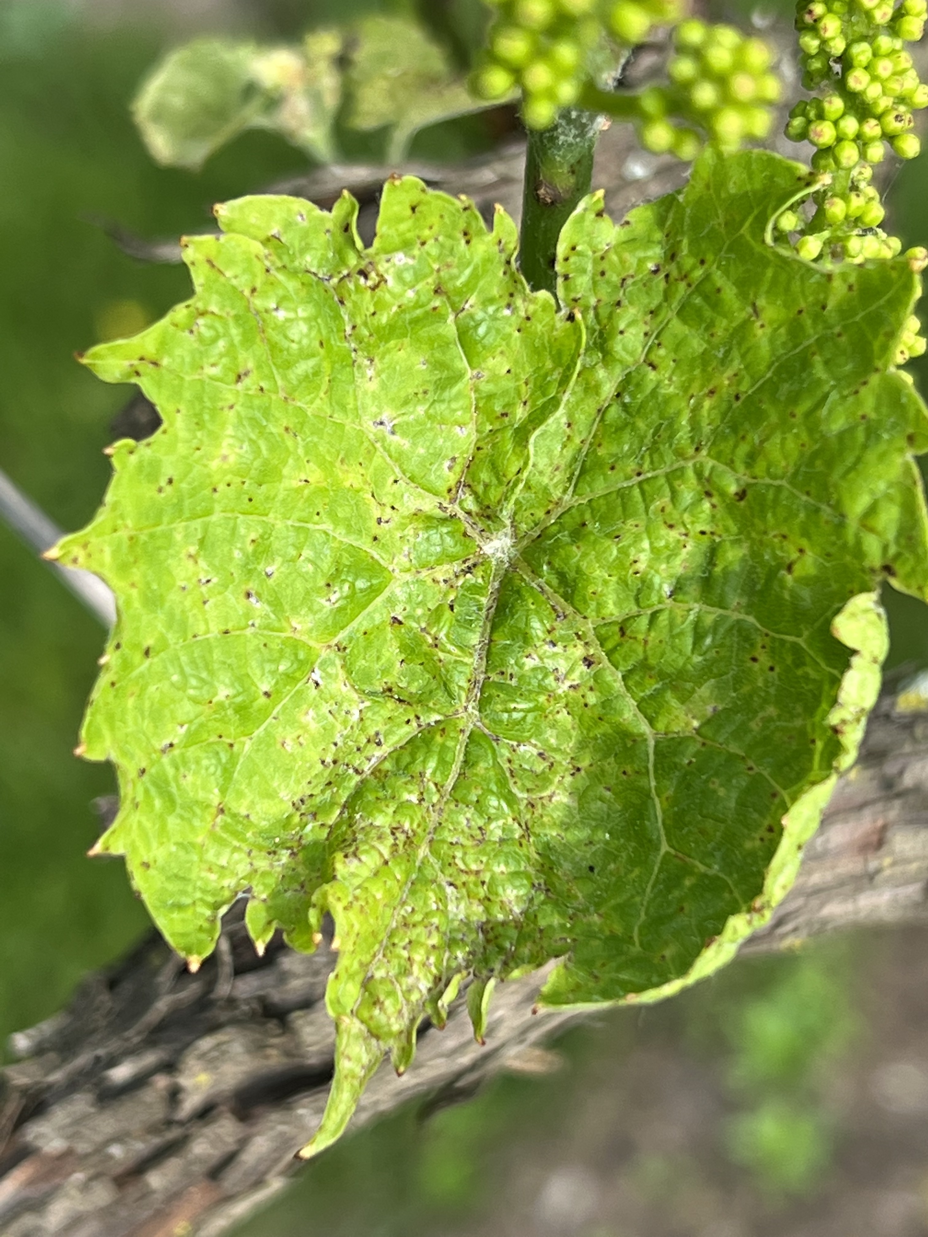 GR-Phomopsis leaf lesions observed June 1_Miles